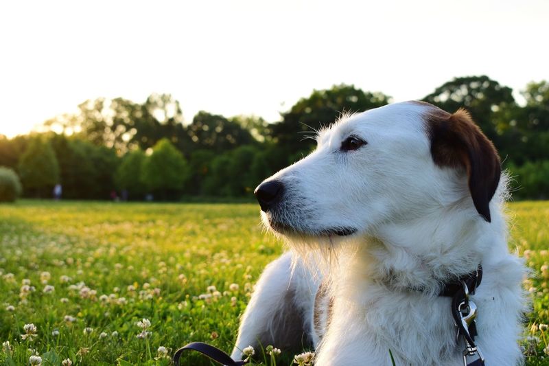 Close-up of dog sitting on field against sky