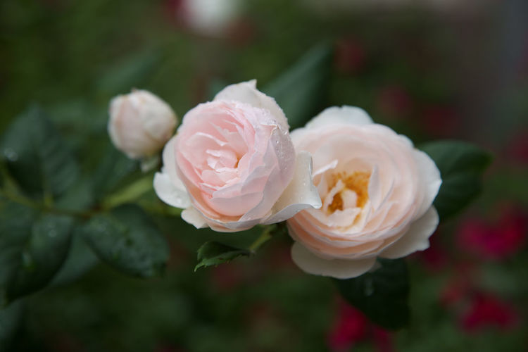 Close-up of pink rose blooming outdoors
