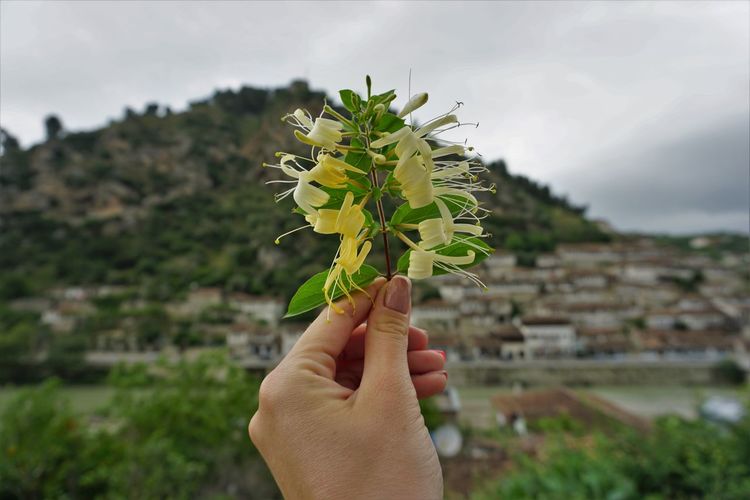Cropped hand holding flower plant