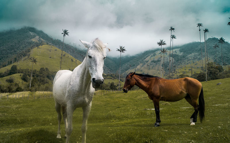 Two horses in a mountain valle de cocora