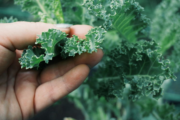 Cropped image of hand holding kale