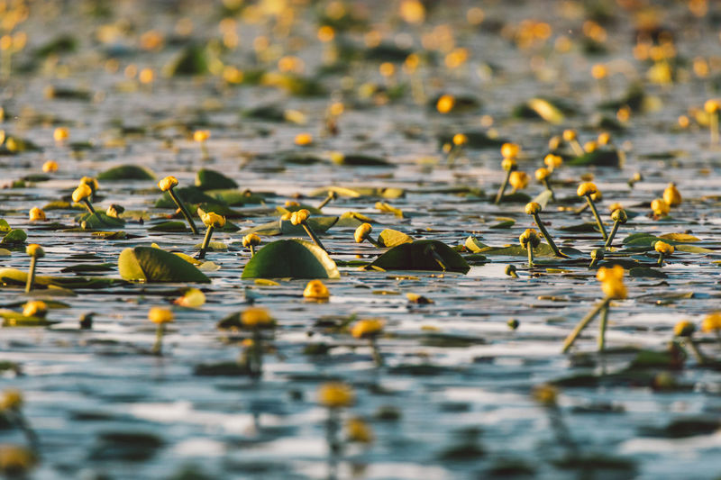 Close-up of waterlillies in lake