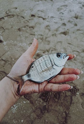 Human hand holding fish