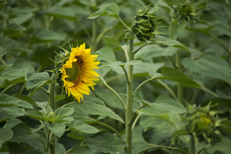 Close-up of yellow flowering plant