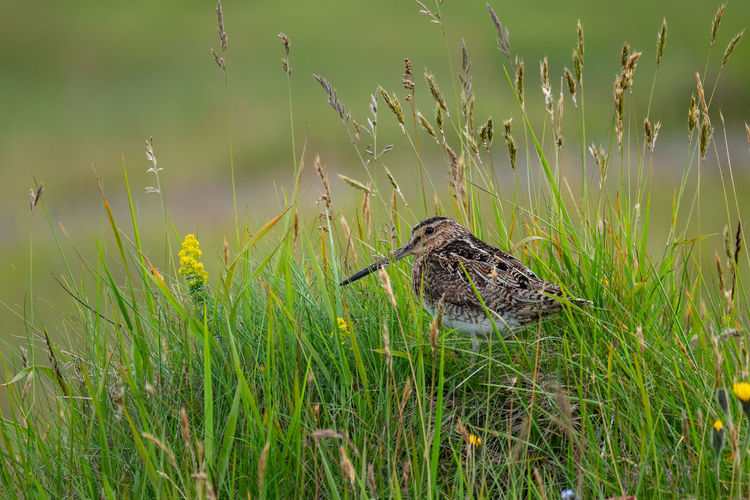 Common snipe hiding in the grass near höfn