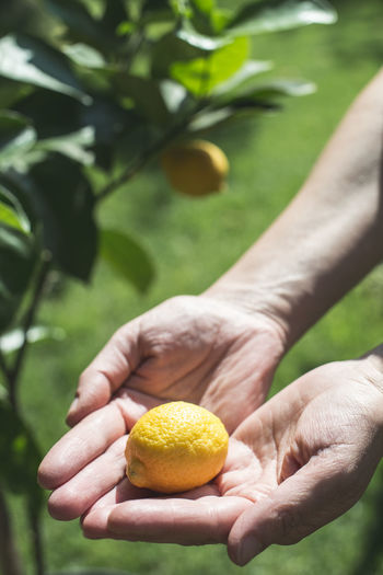 Close-up of hand holding lemon