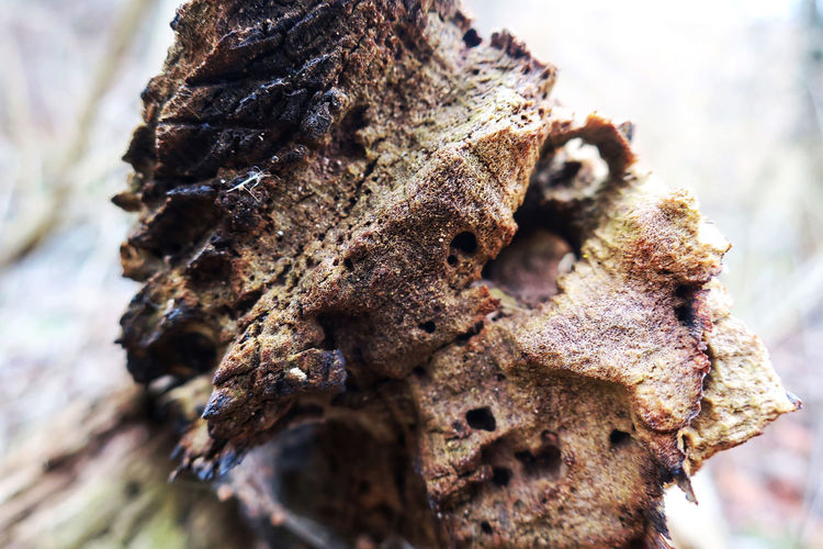 Close-up of dry leaf on tree trunk