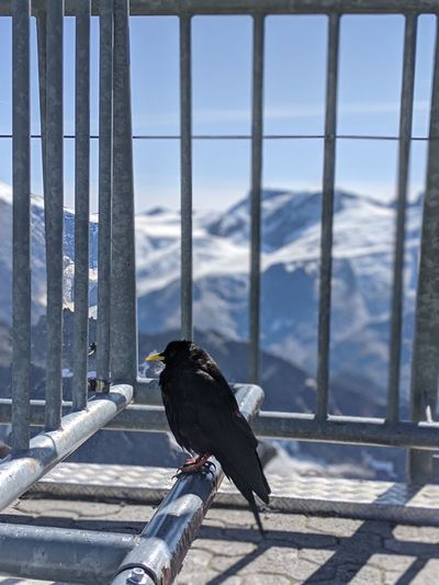 Black bird perching on a railing