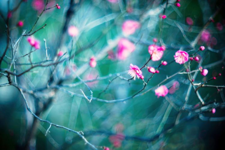 Pink flowers blooming in park