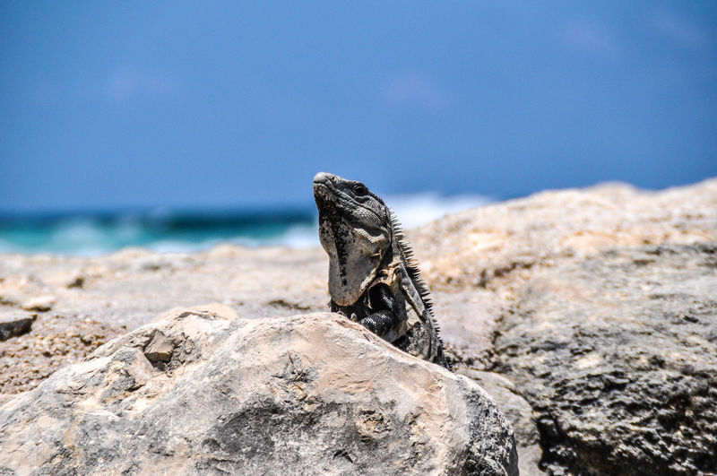 Close-up of iguanas on rock by sea against sky