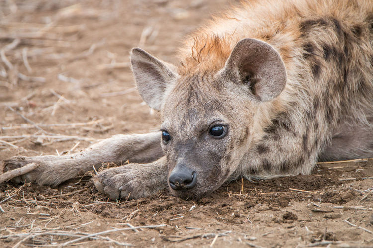 Close-up of spotted hyena on field