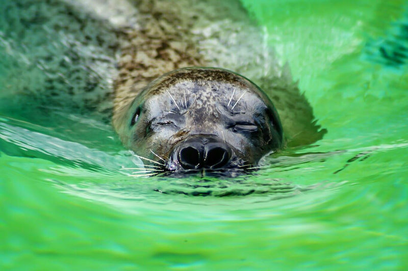 Close-up of harbor seal swimming in water