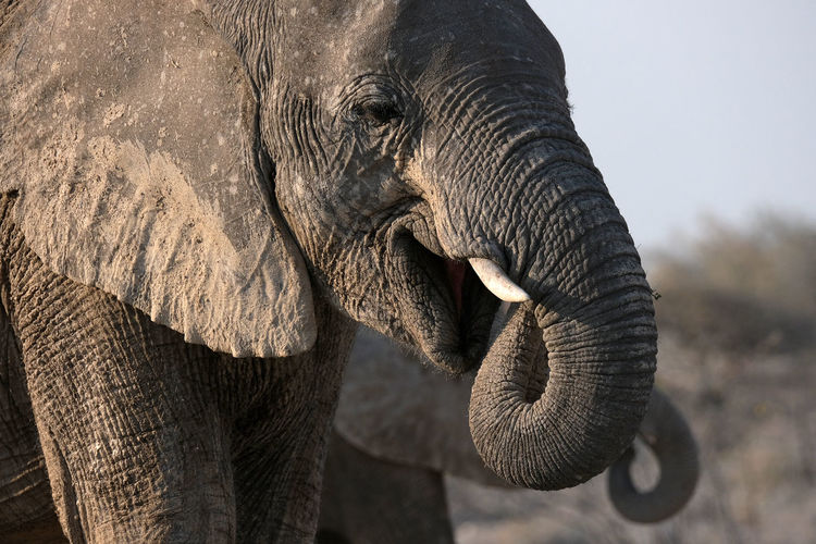 Elephant in etosha national park, namibia