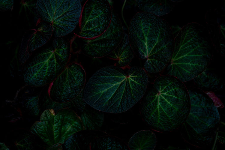Green round leaf texture on dark background. close-up detail of begonia leaves. house plant. indoor