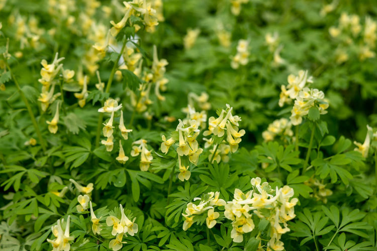Corydalis lutea, delicate yellow tubular flowers with lacy foliage