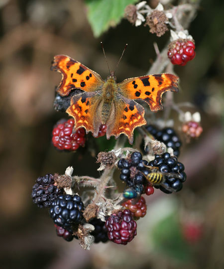 Close-up of butterfly on fruit