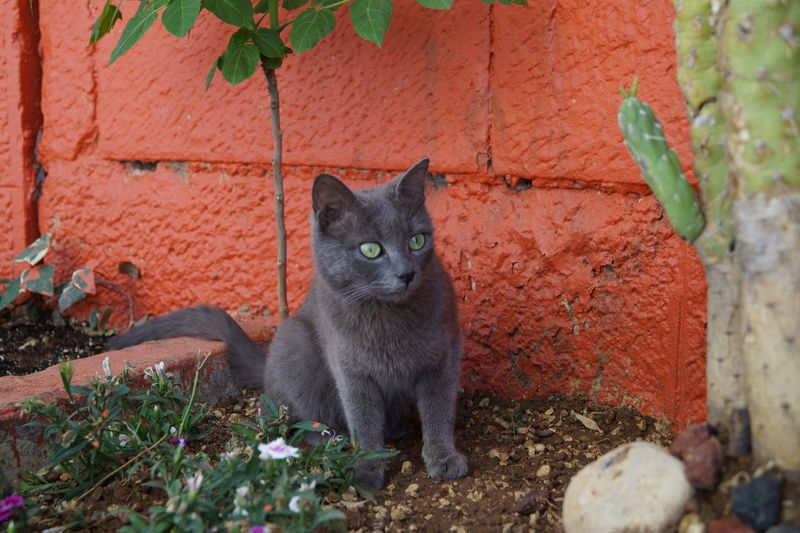 Portrait of cat sitting on brick wall