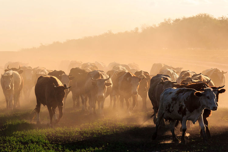 herd of cows at sunset