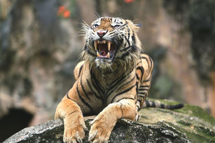 Roar on rock