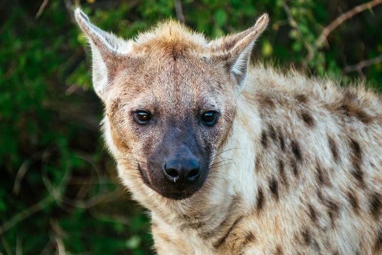 Close-up portrait of hyena
