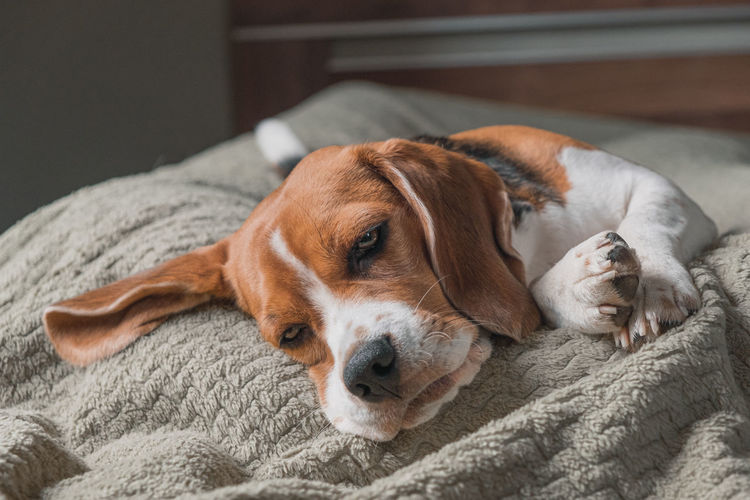 Beagle dog lying on a pillow, sleeping, sad, funny face, big ears.
