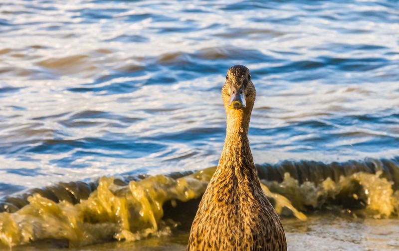 Close-up of bird in sea