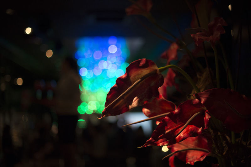 Close-up of illuminated red flowering plant at night