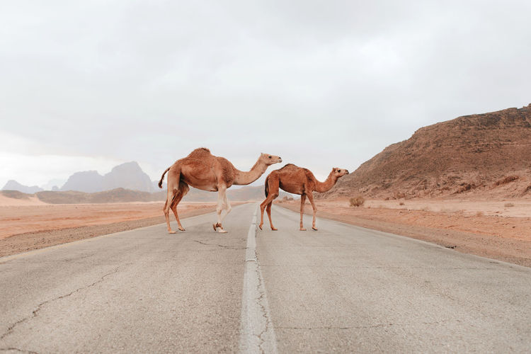 View of horse on road