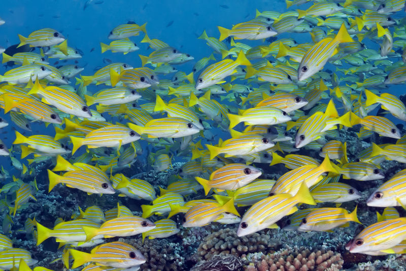 A school of yellow-and-blue perch fish swim over a coral reef surrounded by blue water .