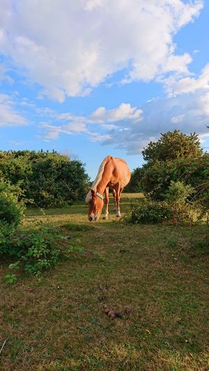 View of horse on field against sky