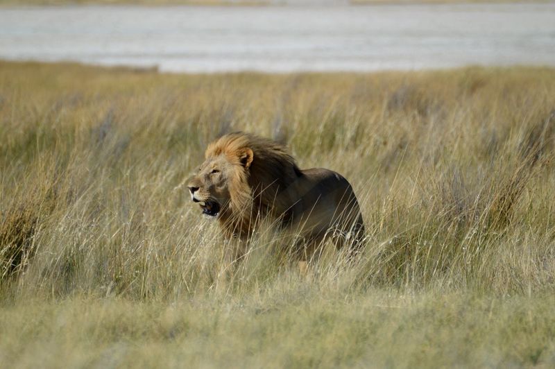 Lion on field against sky