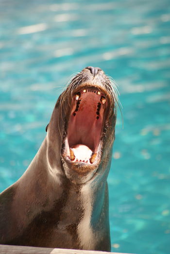 Close-up  of seal