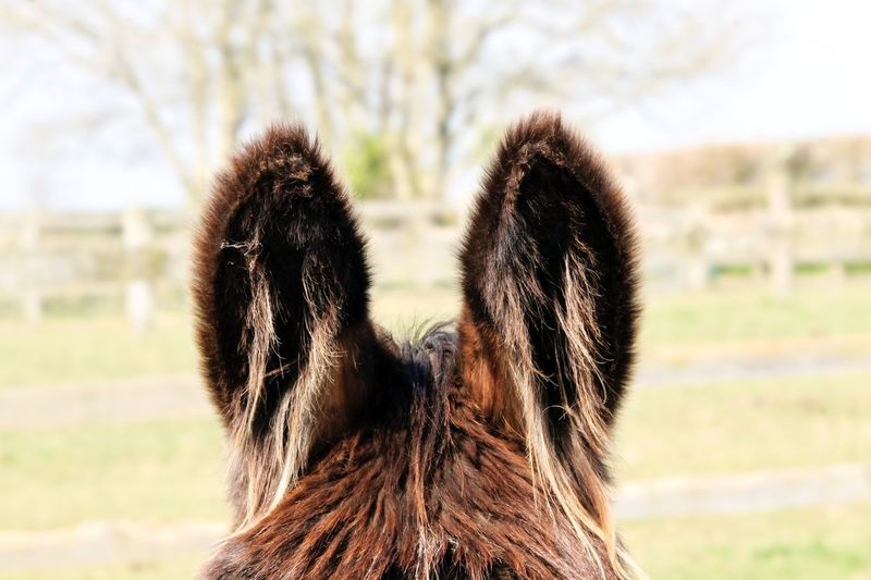 Donkeys ears