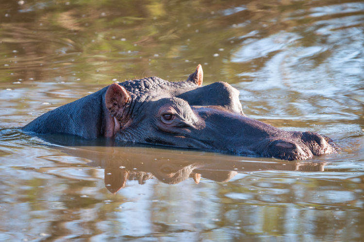 Isolated hippo lurking out of water