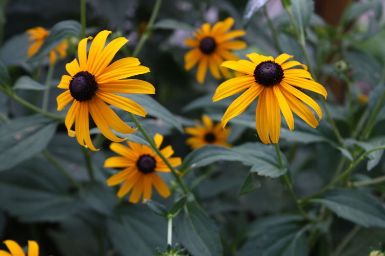 Close-up of yellow daisy flowers