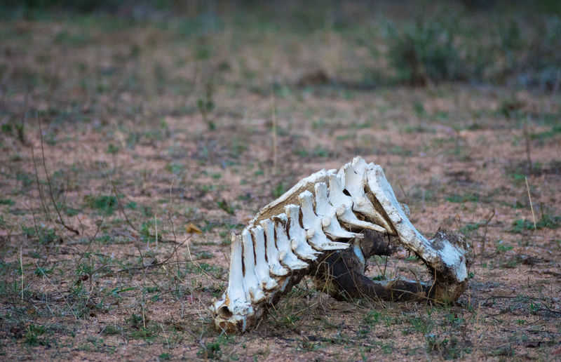 Close-up of animal skeleton on field