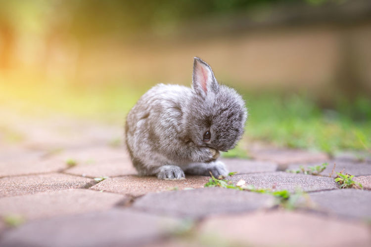 Close-up of rabbit on footpath