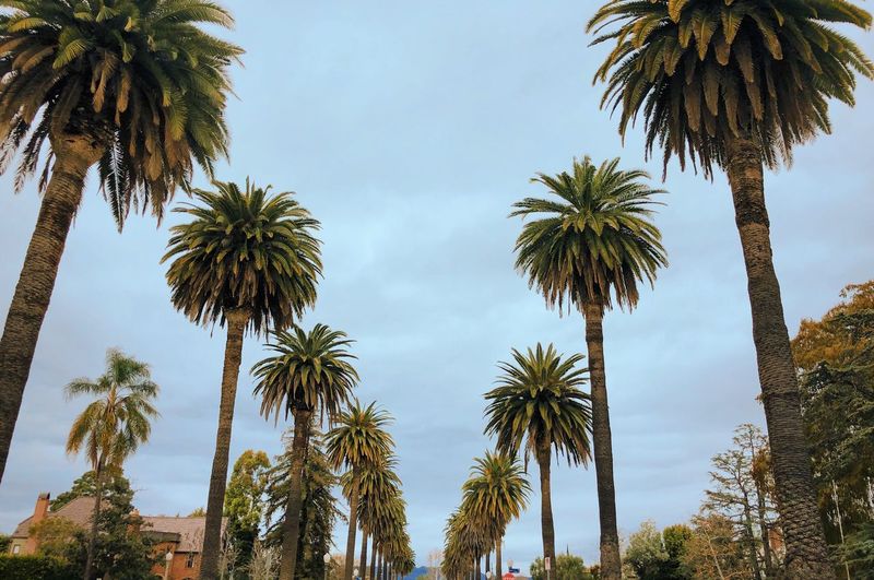 Low angle view of palm trees against sky