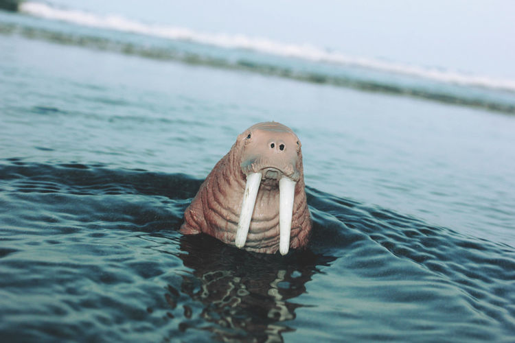 View of walrus miniature in water