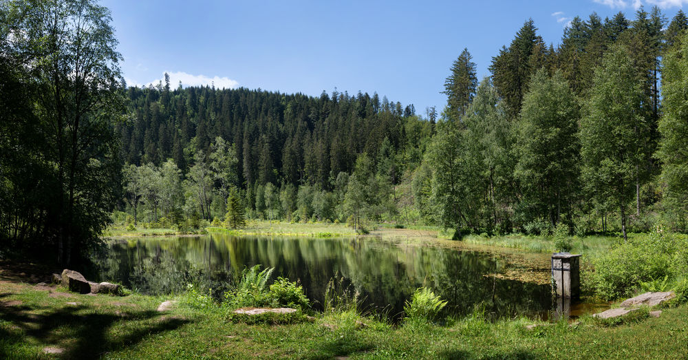 Scenic view of lake by trees in forest against sky