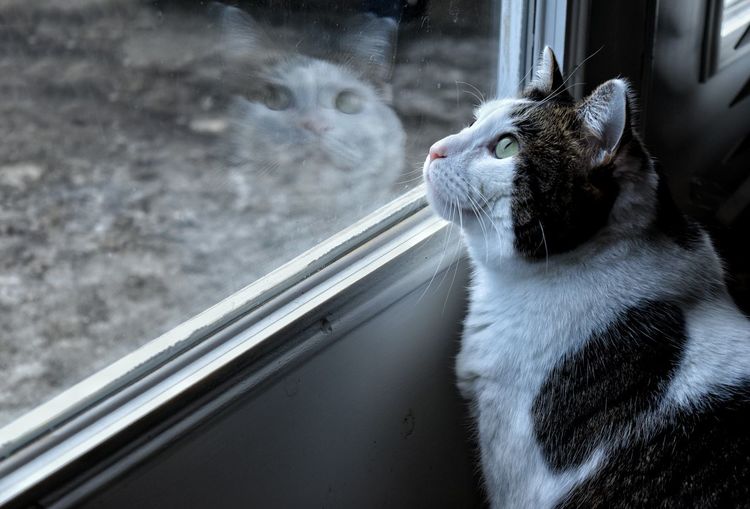 Close-up of cat looking towards window at home