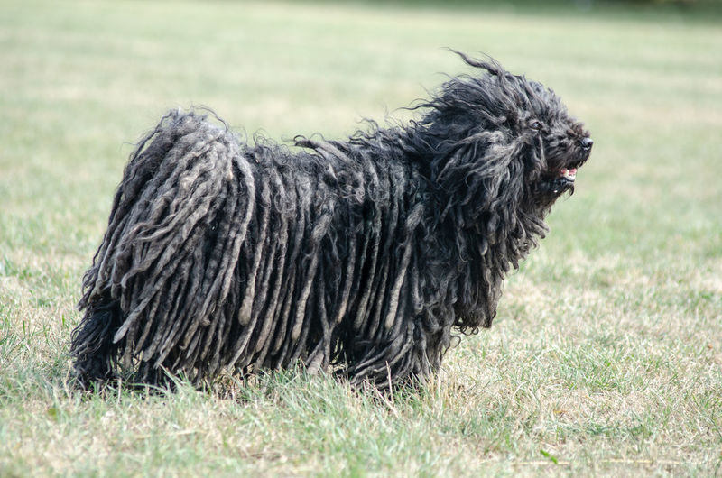 Dog lying on a field