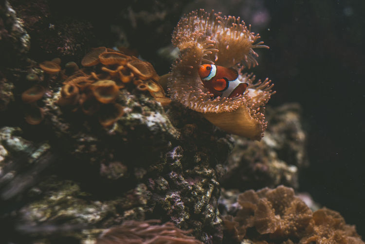 Clown fish by coral swimming in sea