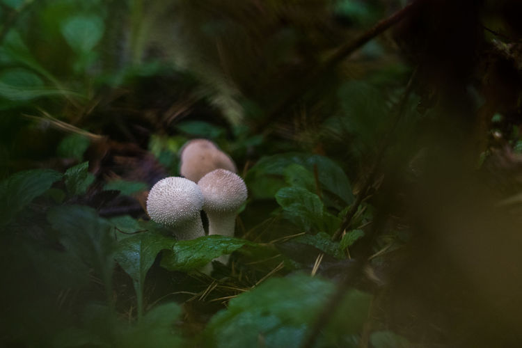 Close-up of mushrooms growing on plant
