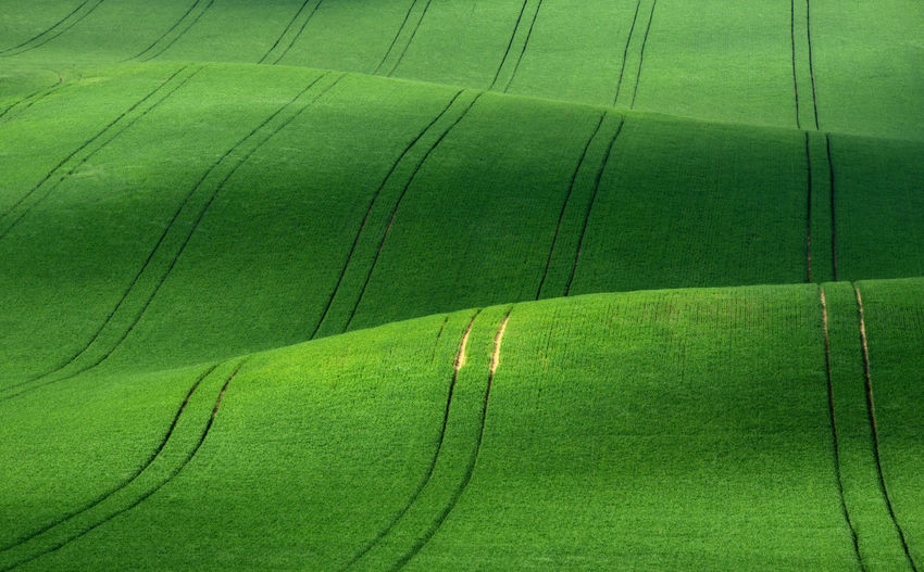 Full frame shot of agricultural field