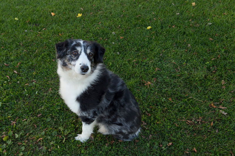 High angle view of australian shepherd with beautiful grey, black and white coat sitting in grass