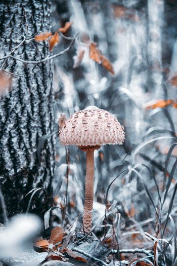 Close-up of mushroom growing in forest during winter