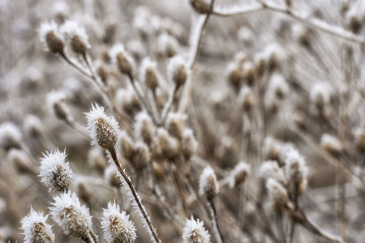 Close-up of frosted flowers