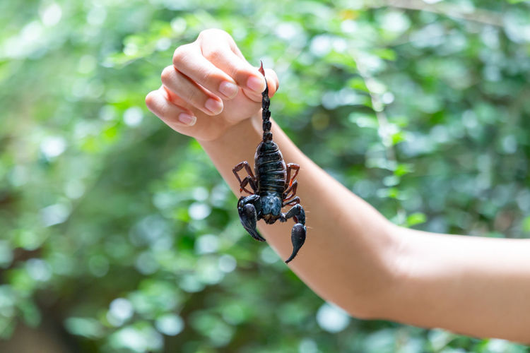 Cropped hand of woman holding insect