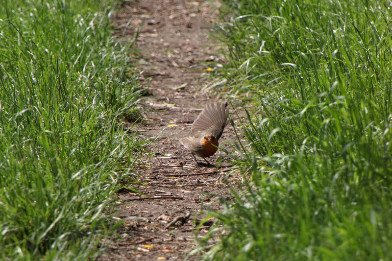 View of a bird on path